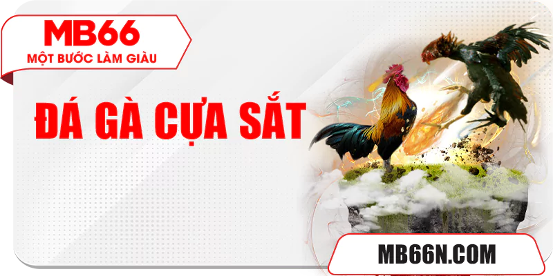 Đá gà cựa sắt kịch tính có mặt tại MB66